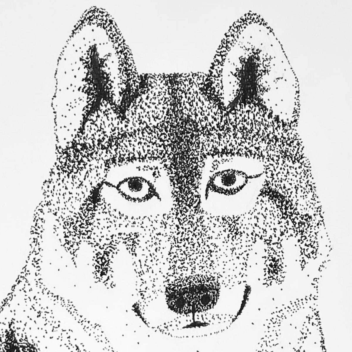 Hand drawn wolf, stippling style, black ink on white paper