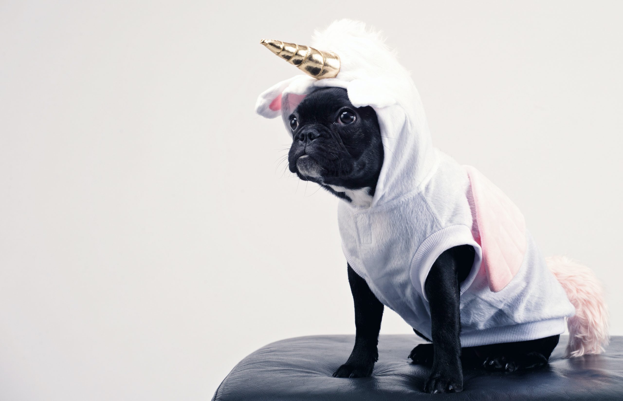 A black pug in a unicorn costume