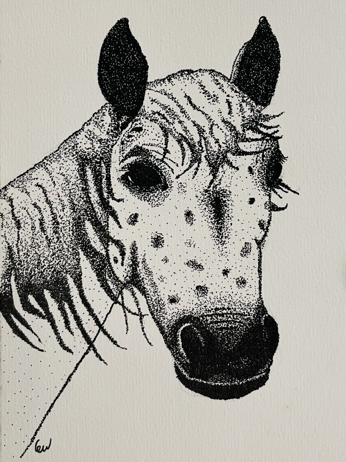 Black ink stippling of a horse